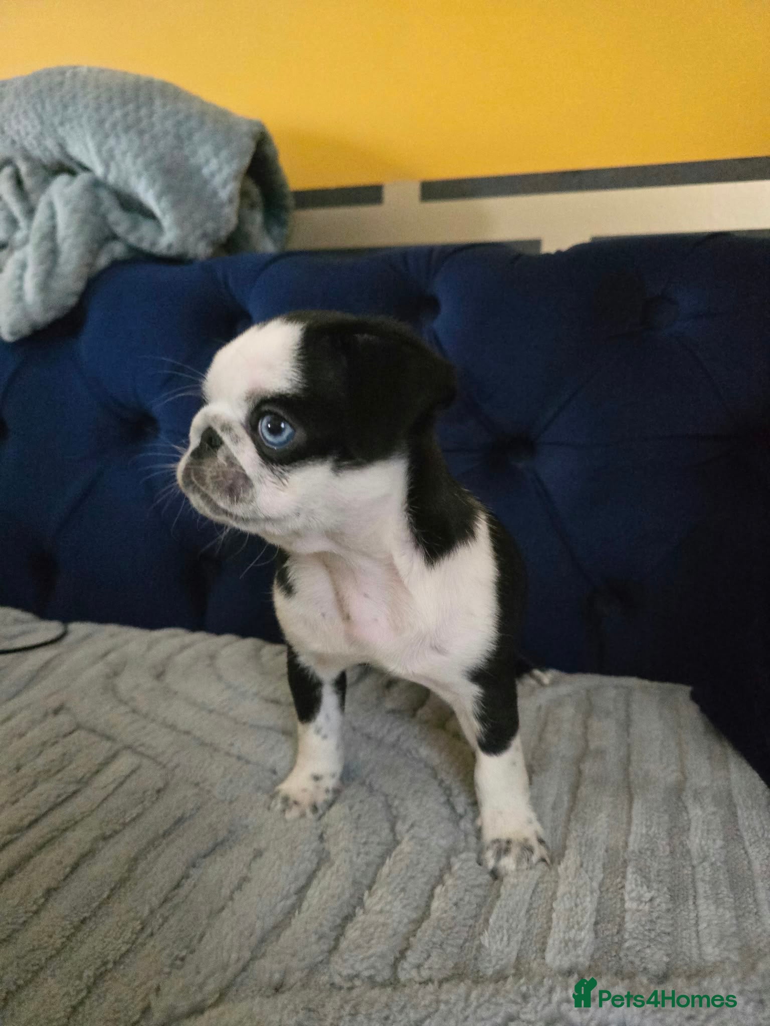 Pug dogs Beautifull pug puppies looking for a forever sofa - Advert 2
