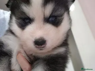 Pomsky dogs The perfect Blue eyed pomskys - Advert 2