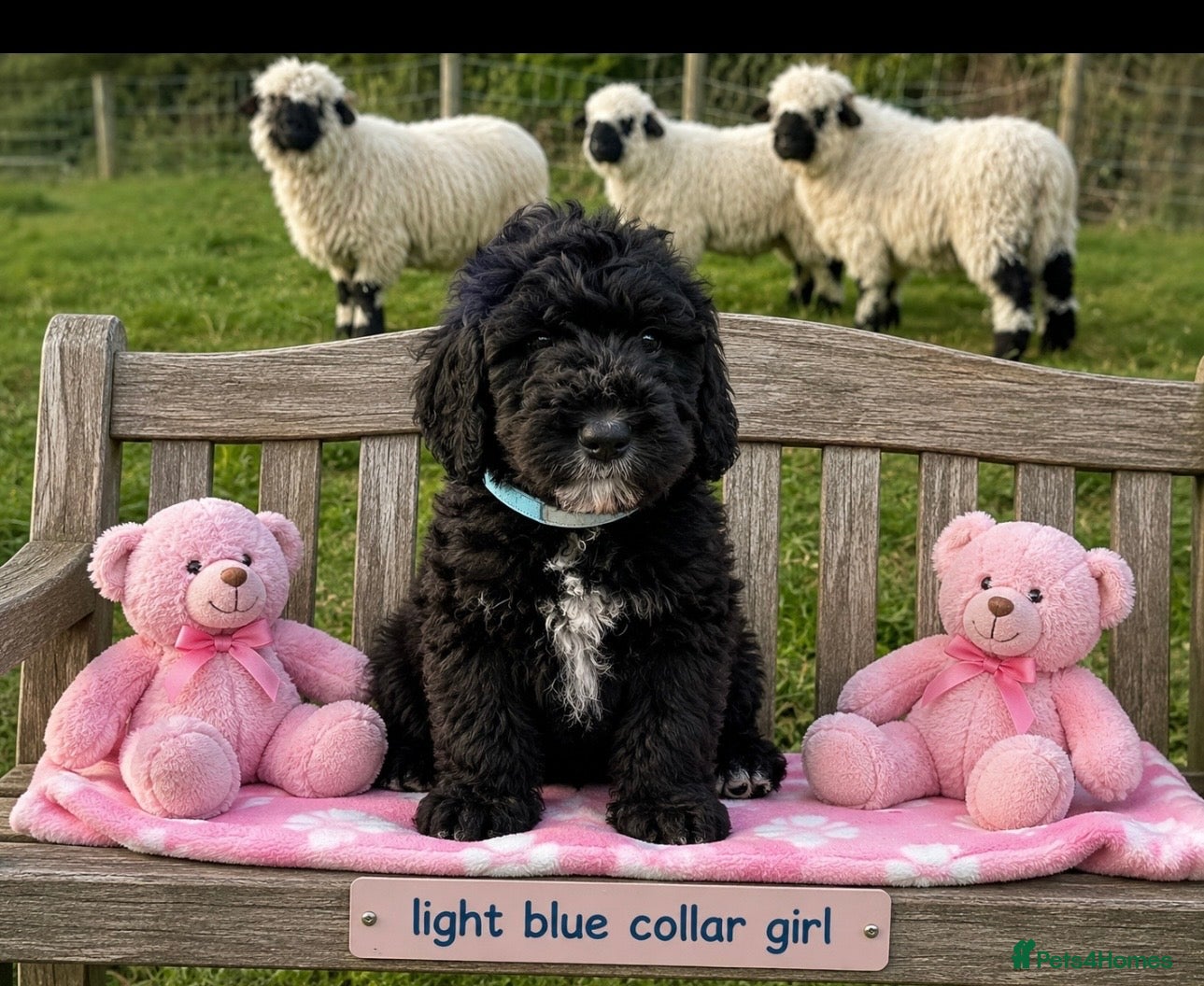 Bernedoodle dogs F1 STANDARD BERNADOODLES LAST 2 B/W GIRLS REDUCED - Advert 1