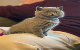 British Shorthair cats for sale: British Shorthair Male Kitten (GCCF) - Advert 16