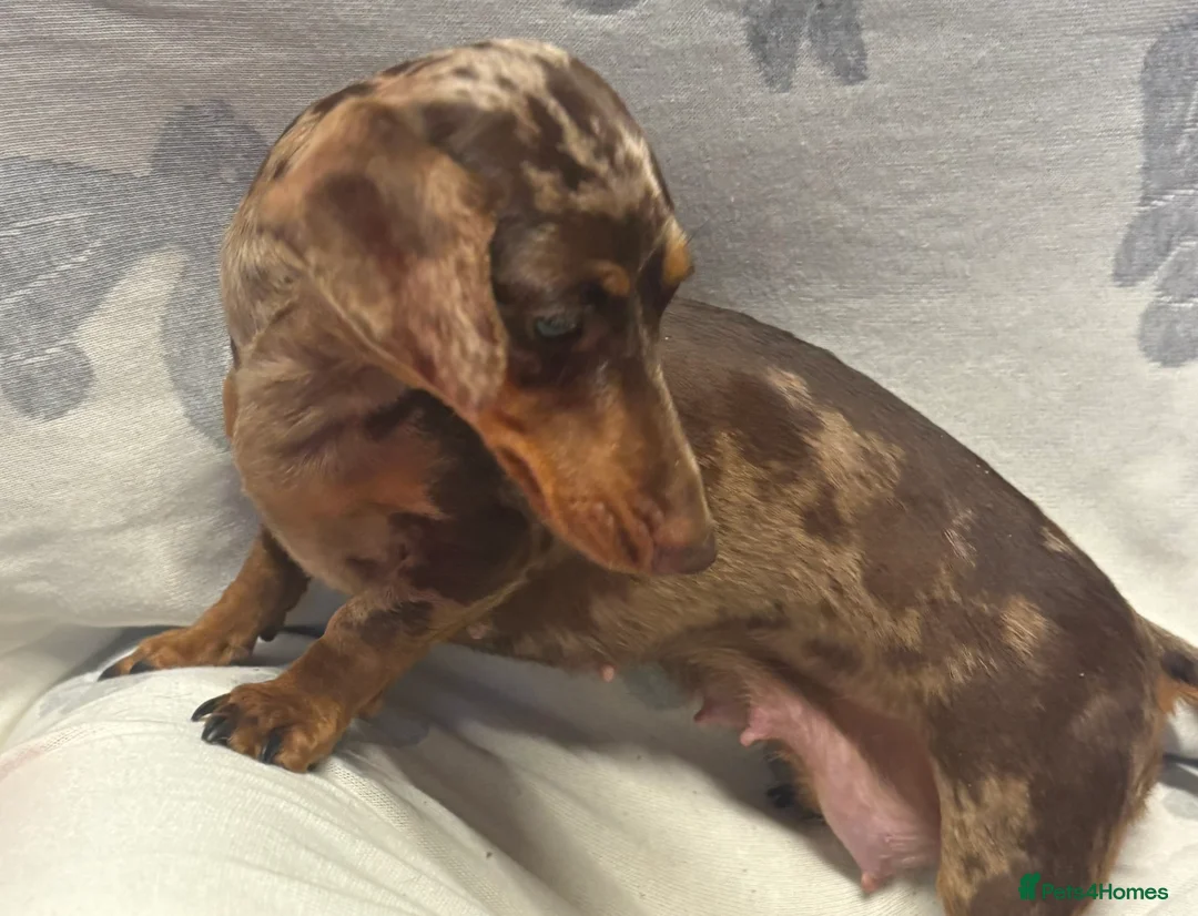 Dachshund dogs for sale: Two beautiful boys  - Advert 8