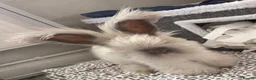 Angora rabbits for sale: Beautiful angora for sale  - Advert 1
