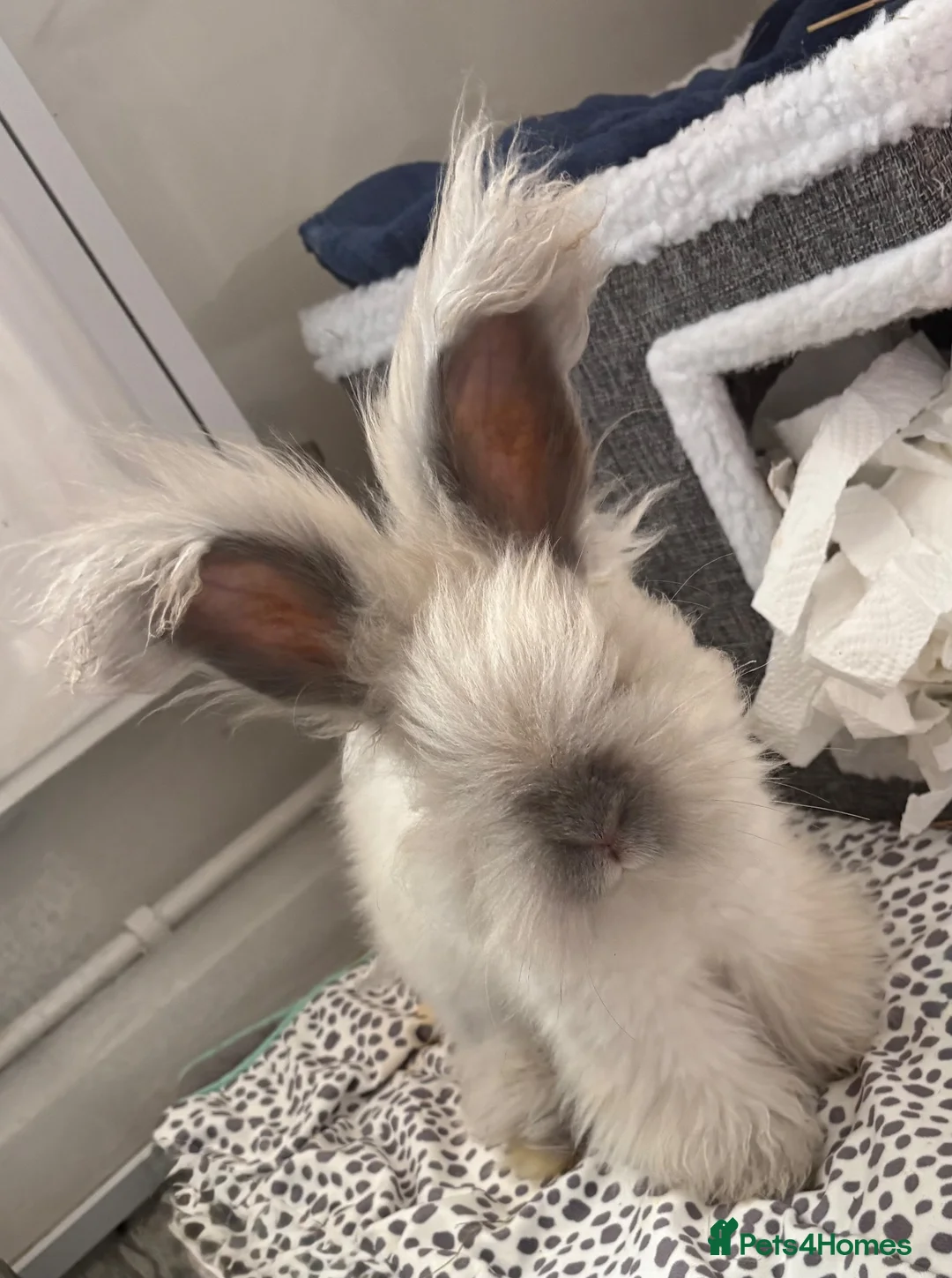 Angora rabbits for sale: Beautiful angora for sale  - Advert 1