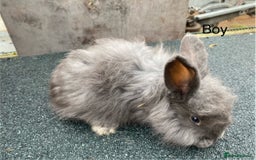 Angora rabbits for sale: Baby angoras - Image 3