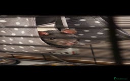 Rat rodents for sale: 2 male rats for rehoming  - Image 8