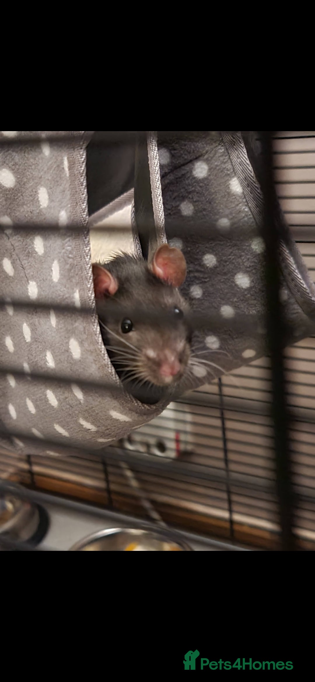 Rat rodents for sale: 2 male rats for rehoming  - Image 8
