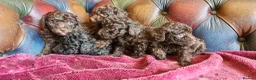 Toy Poodle dogs for sale: Gorgeous toy poodle pupps.health tested parents  - Advert 4