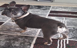 French Bulldog dogs for stud: Beautiful Stud - Image 5