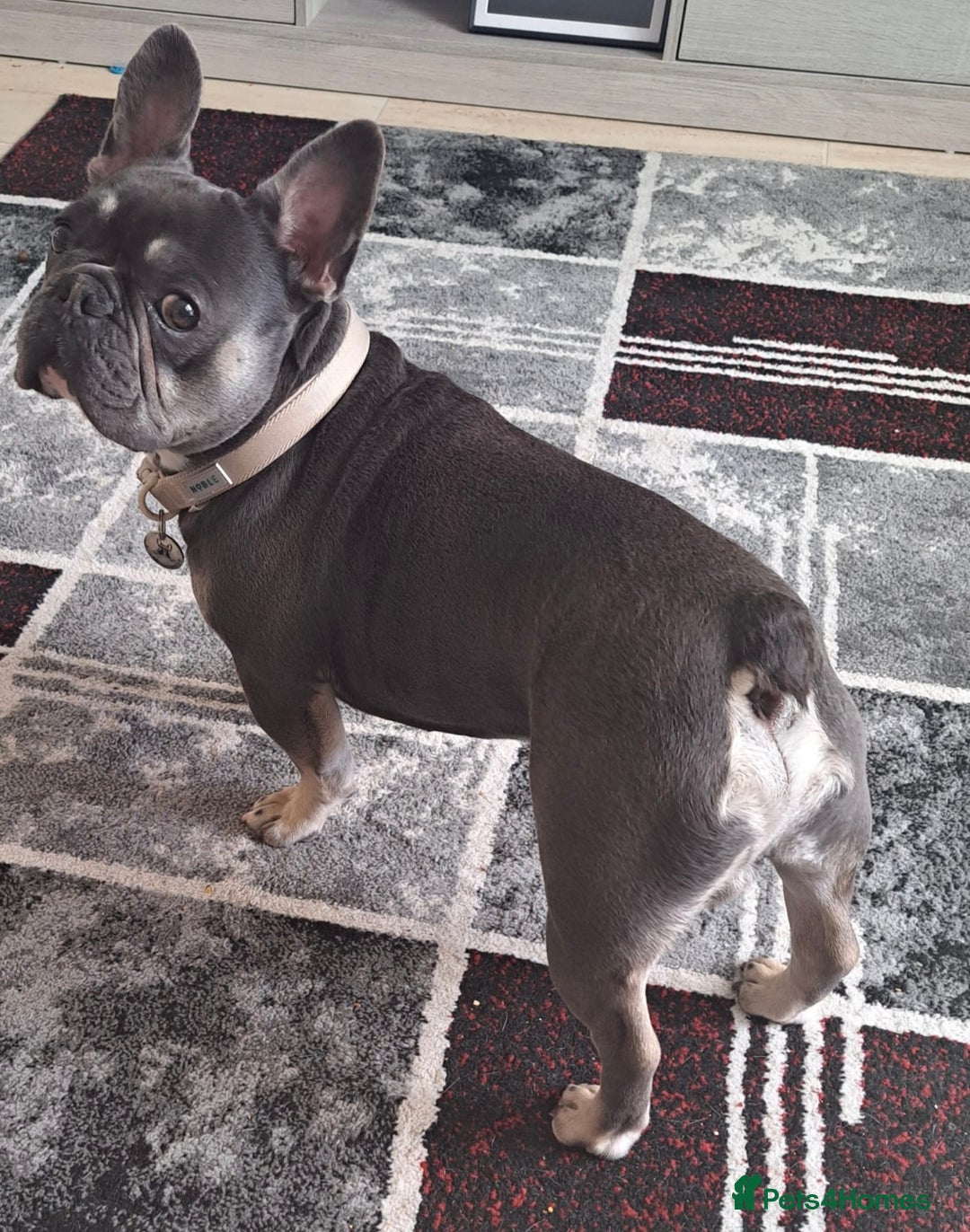 French Bulldog dogs for stud: Beautiful Stud - Image 5