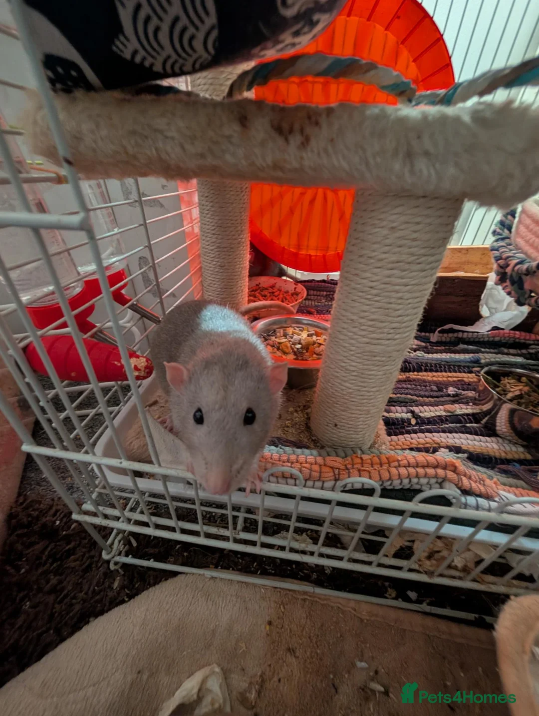 Rat rodents for sale: 2 male rats for sale in Coleford - Advert 6
