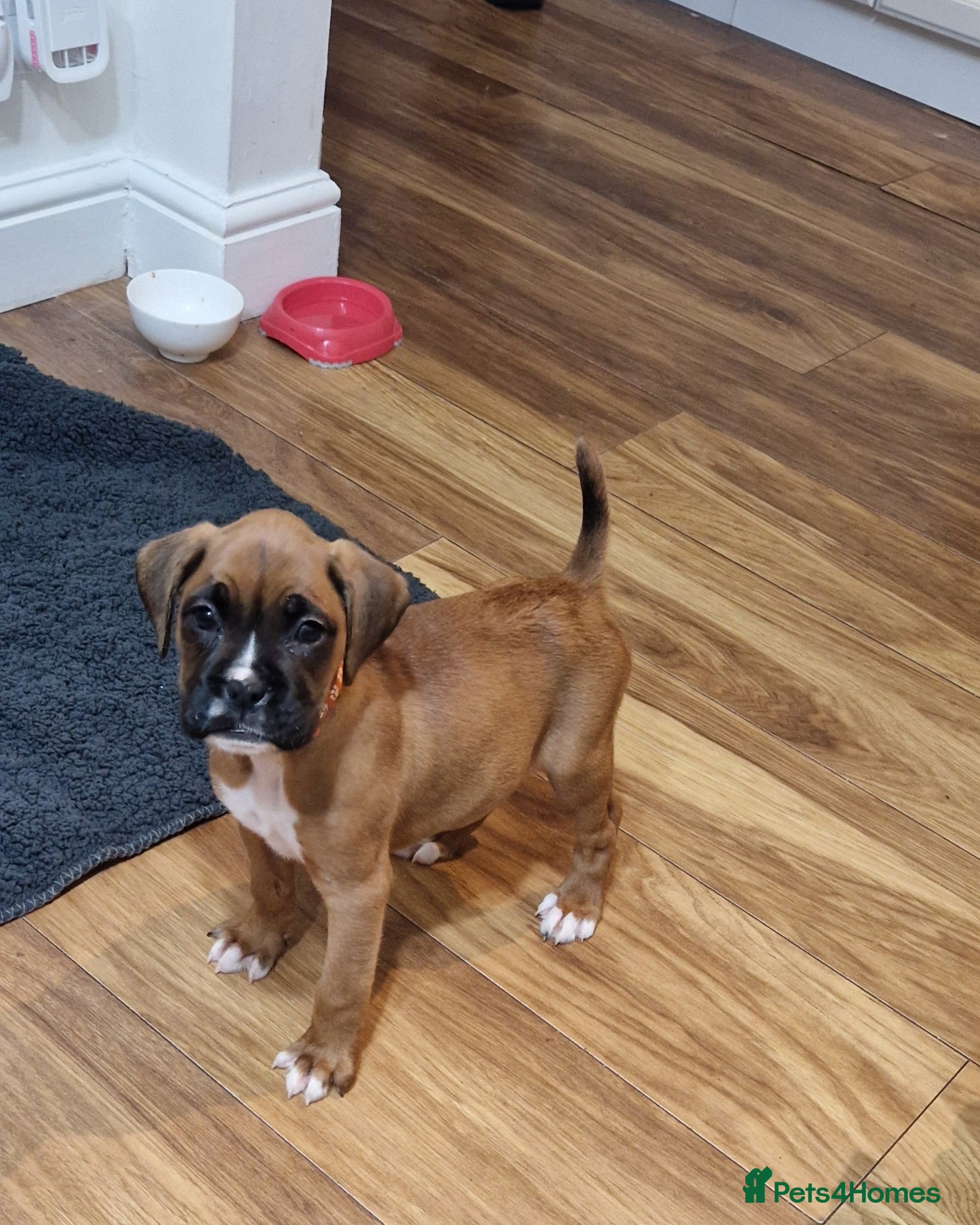 Boxer dogs KC reg Boxer Puppies (Ready 2nd March) - Advert 16