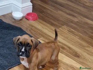 Boxer dogs KC reg Boxer Puppies (Ready 2nd March) - Advert 10