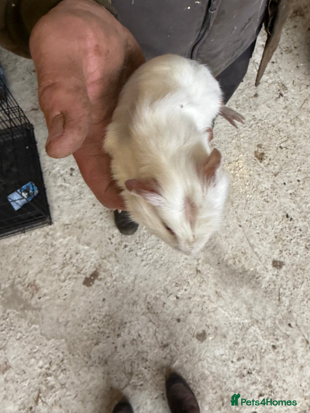 Guinea Pig rodents for sale: 2 stunning guinea pigs  - Advert 3