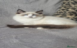Ragdoll cats for sale: 💖Beautiful GCCF Registered Ragdoll Kittens. - Image 1