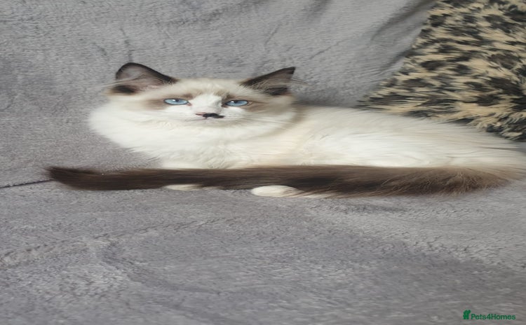 Ragdoll cats - Advert 5