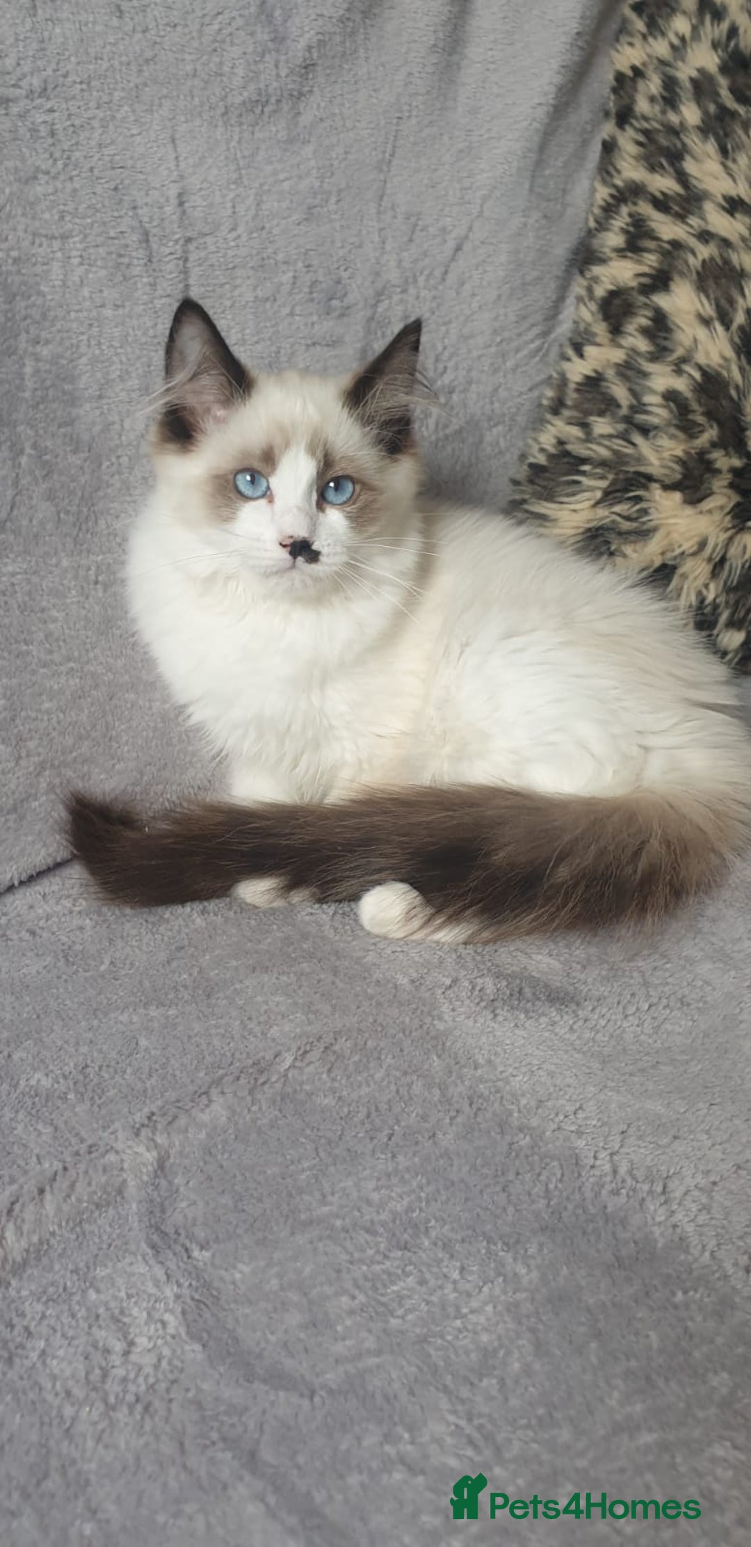 Ragdoll cats for sale: 💖Beautiful GCCF Registered Ragdoll Kittens. - Image 1