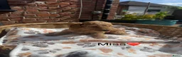 Mini Goldendoodle dogs for sale: Outstanding Goldendoodle puppies  in Whitchurch - Advert 7