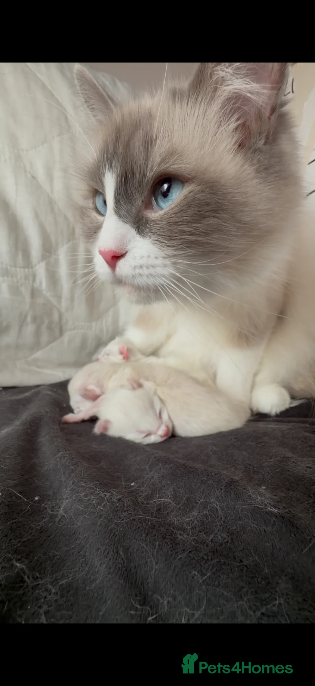 Ragdoll cats for sale: 🐾 Stunning Male Ragdoll Kitten Available 🐾 - Advert 11