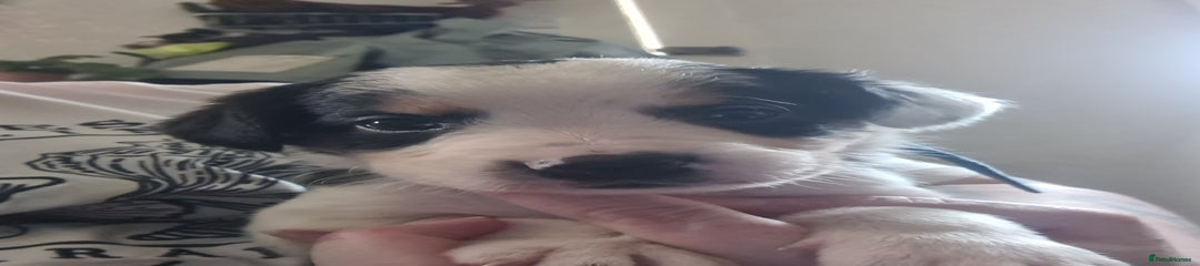 Sprollie boy (buddy)