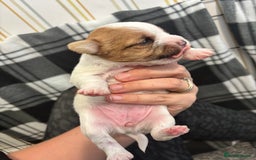 Mixed Breed dogs for sale: ✨ Chihuahua × Coton de Tulear puppies ✨ - Image 2