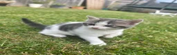 Mixed Breed cats for sale: 4 gorgeous fluffy and friendly kittens! - Advert 9