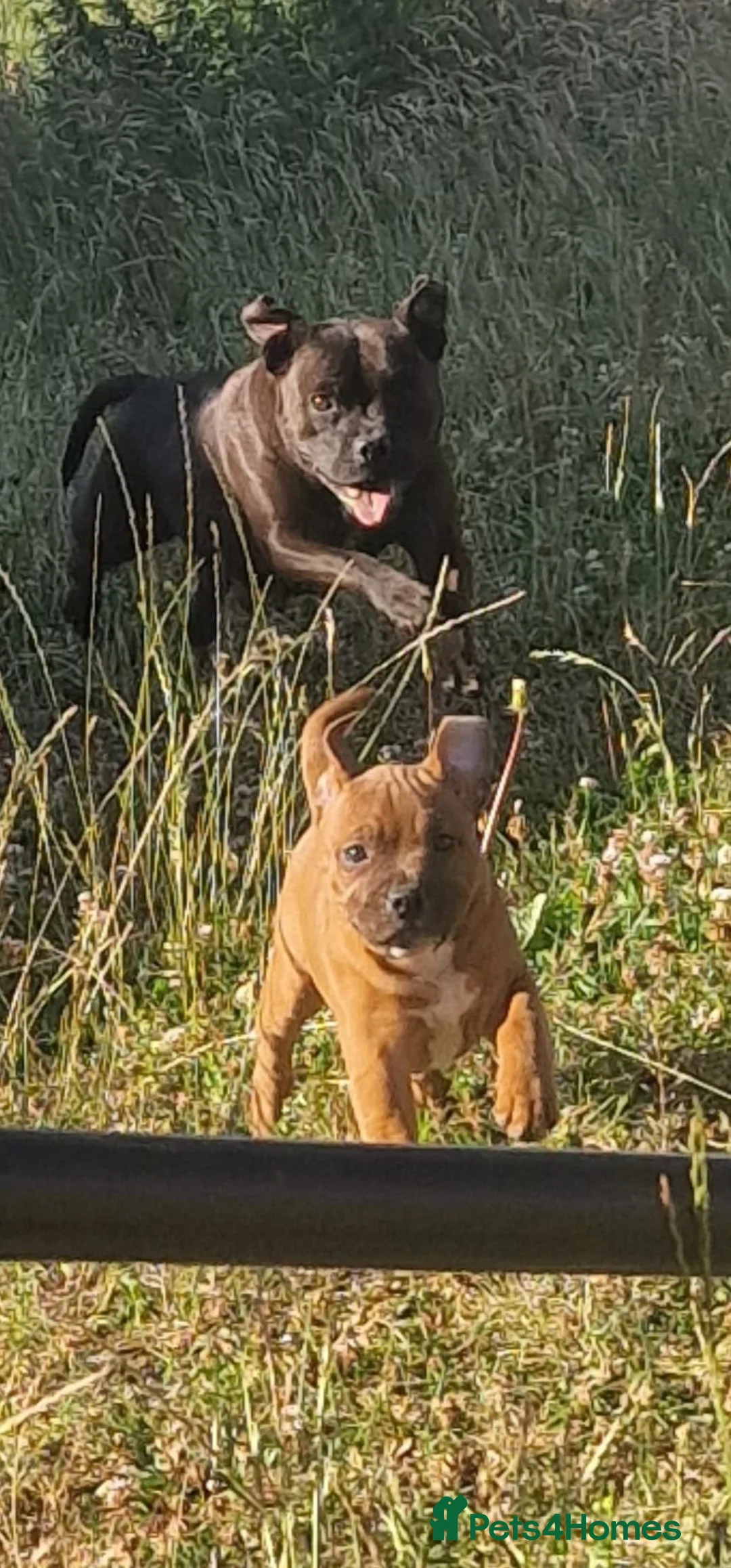 Staffordshire Bull Terrier dogs for sale: STUNNING RED MALE KC STAFFORDSHIRE BULL TERRIER  - Advert 12