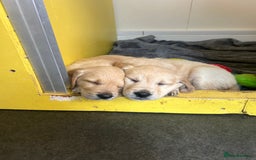 Golden Retriever dogs for sale: Gorgeous golden retriever puppies for sale - Image 2