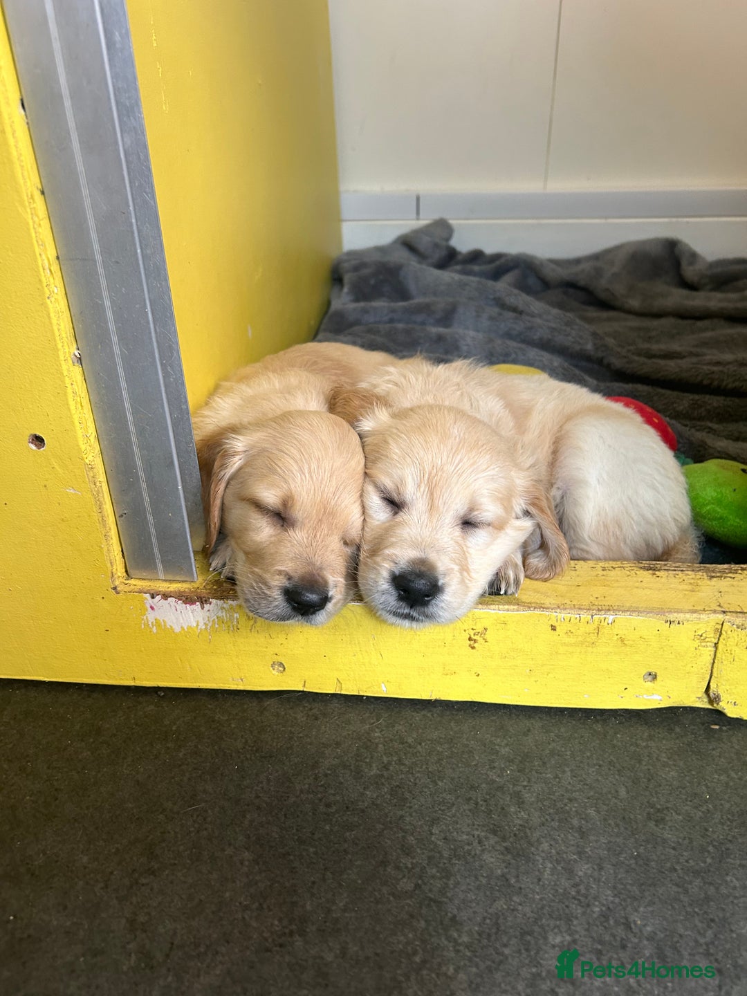 Golden Retriever dogs for sale: Gorgeous golden retriever puppies for sale - Image 2