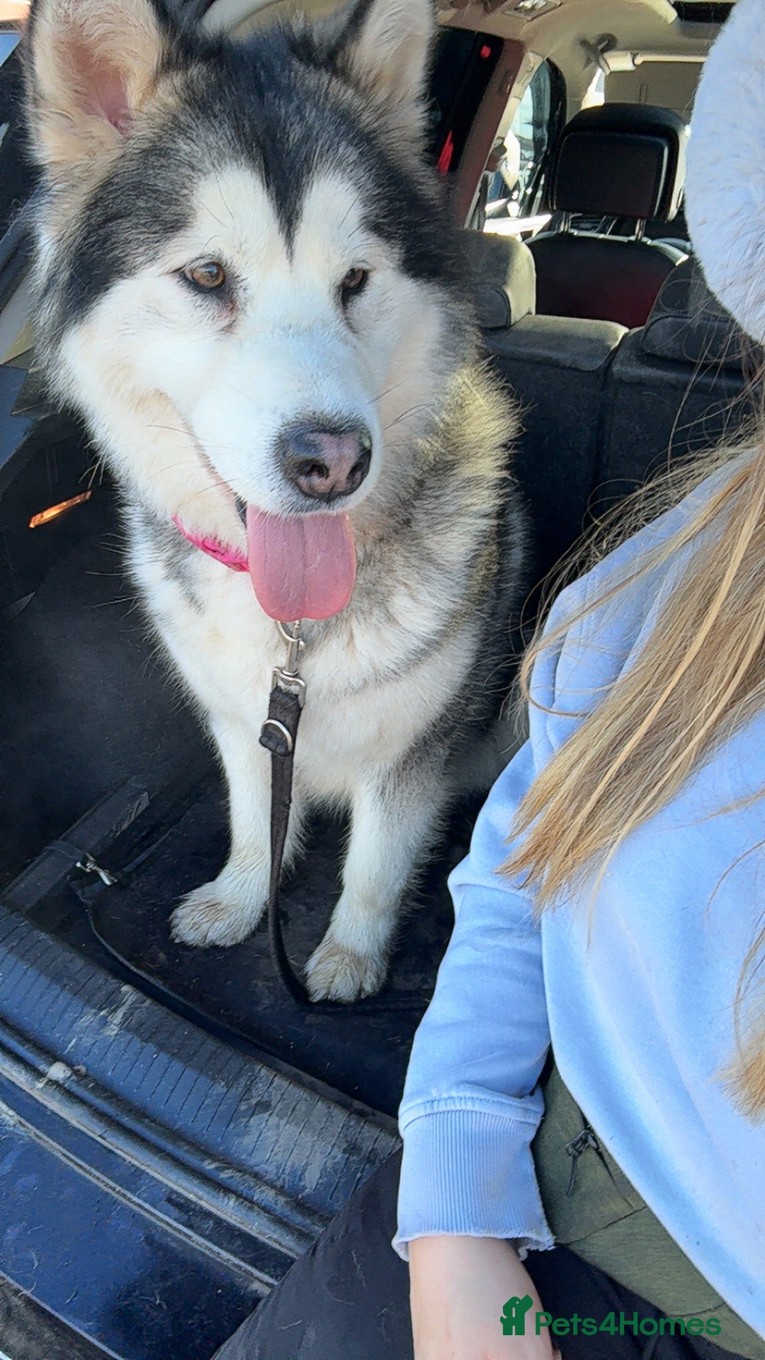 Alaskan Malamute dogs for sale: 2 year old Alaskan malamute girl  - Image 3