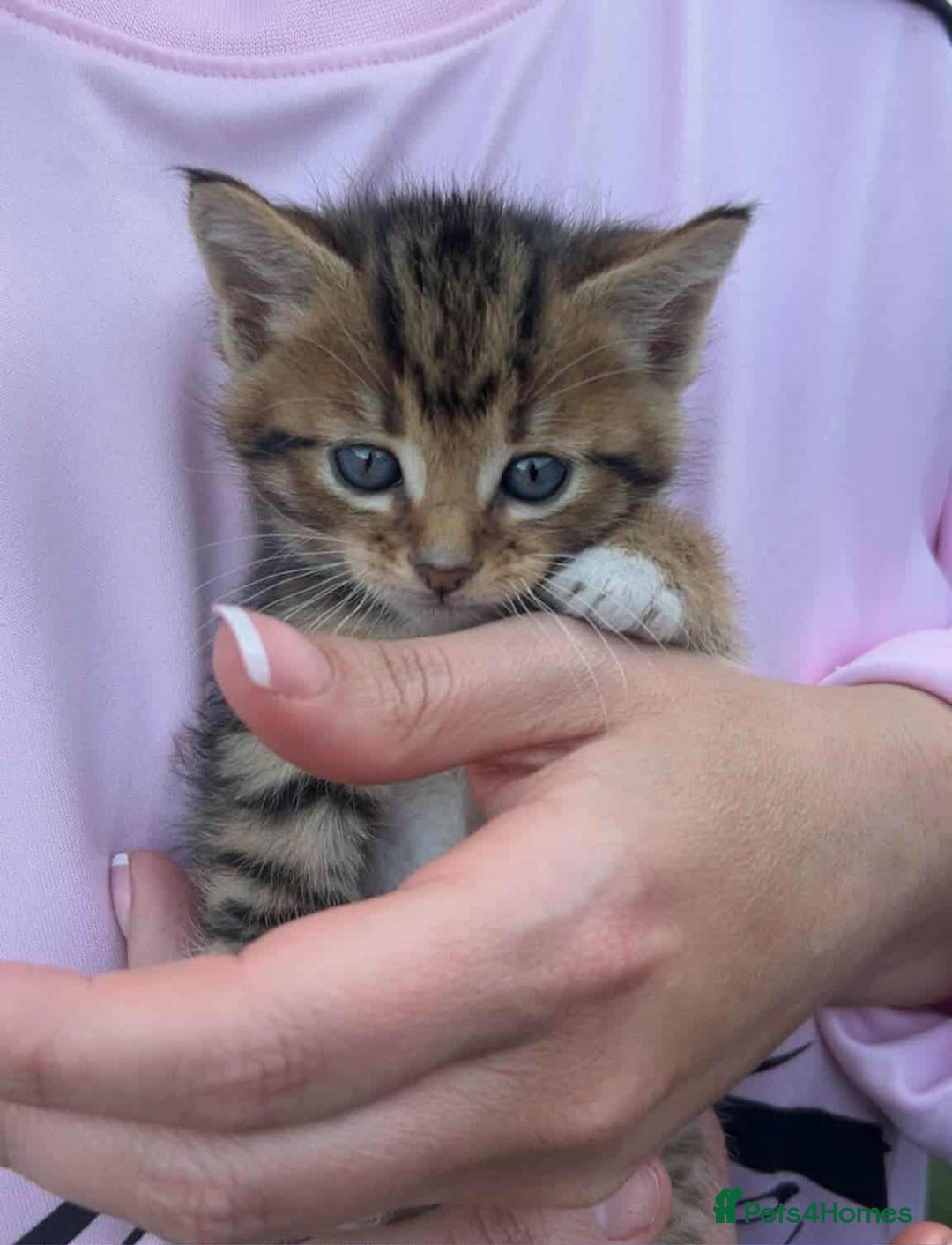 Bengal cats for sale: Manecoon x bengal kittens mink & grey  - Image 3