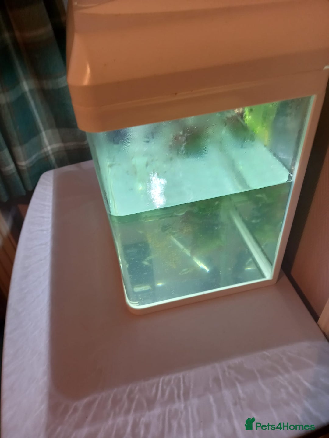 Other/Mixed Breed fish for sale: Tank with 50 guppies - Advert 3