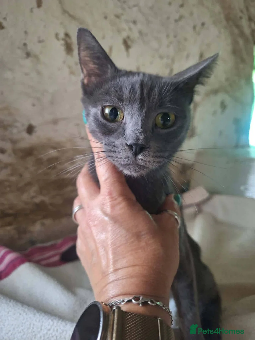 Mixed Breed cats for adoption: Sheba for adoption - Advert 1