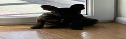 French Bulldog dogs for sale: French Bulldog - Advert 5
