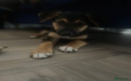 Mixed Breed dogs for sale: Belgian malinois x Anatolian shepherd mix pups 🐶  - Image 30