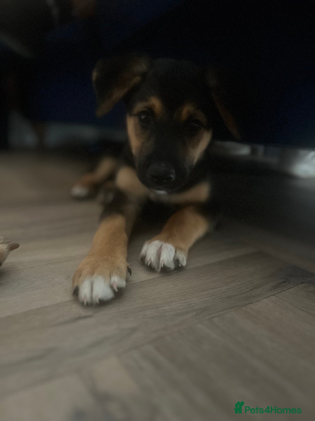 Mixed Breed dogs for sale: Belgian malinois x Anatolian shepherd mix pups 🐶  - Image 30