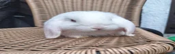 Mini Lop rabbits for sale: Mini lop babies ** Ready now ** - Advert 3