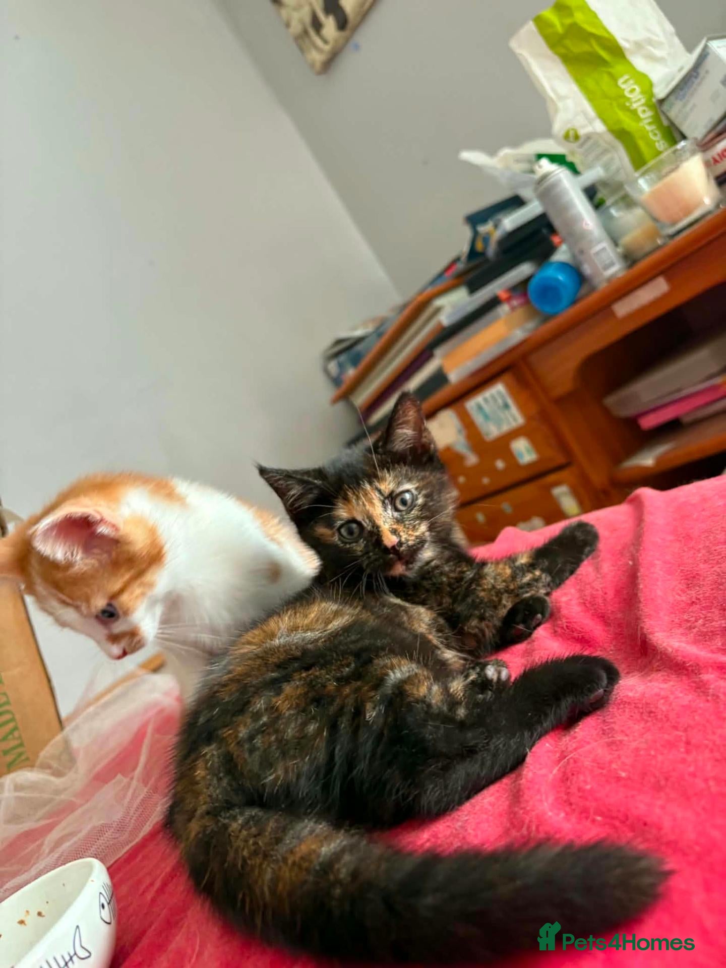 Birman cats Two siblings - Advert 15