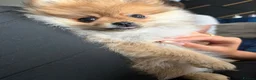 Pomeranian dogs for sale: Beautiful Miniature Pomeranian  - Advert 10