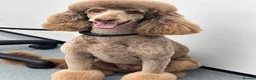 Bernedoodle dogs for sale: FI health tested Bernedoodles  - Advert 3