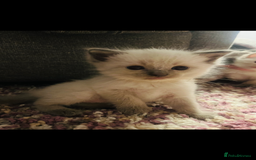 Ragdoll cats for sale: Gorgeous pedigree Ragdoll kittens for sale  - Image 5