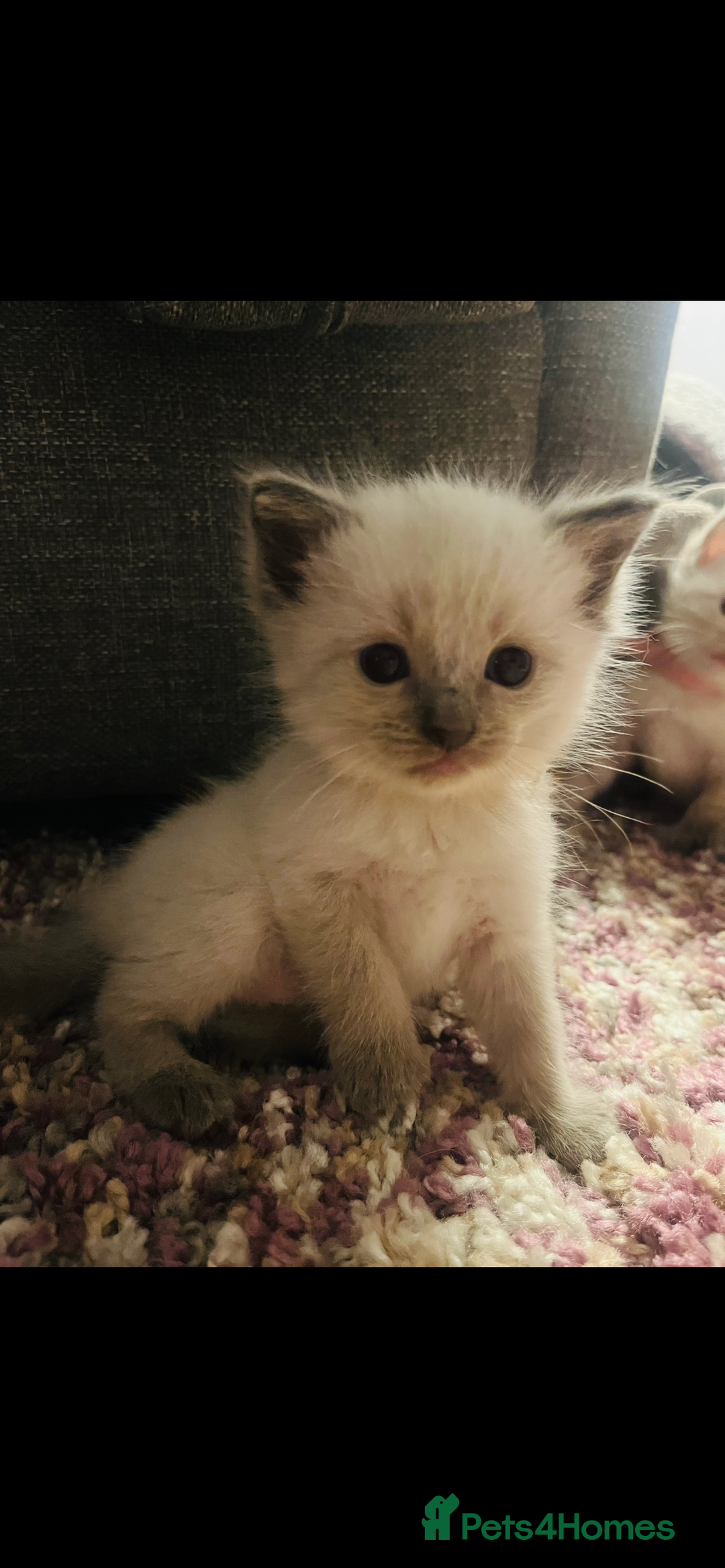Ragdoll cats for sale: Gorgeous pedigree Ragdoll kittens for sale  - Image 5