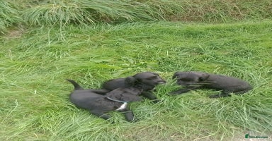 Sprocker dogs - Advert 16