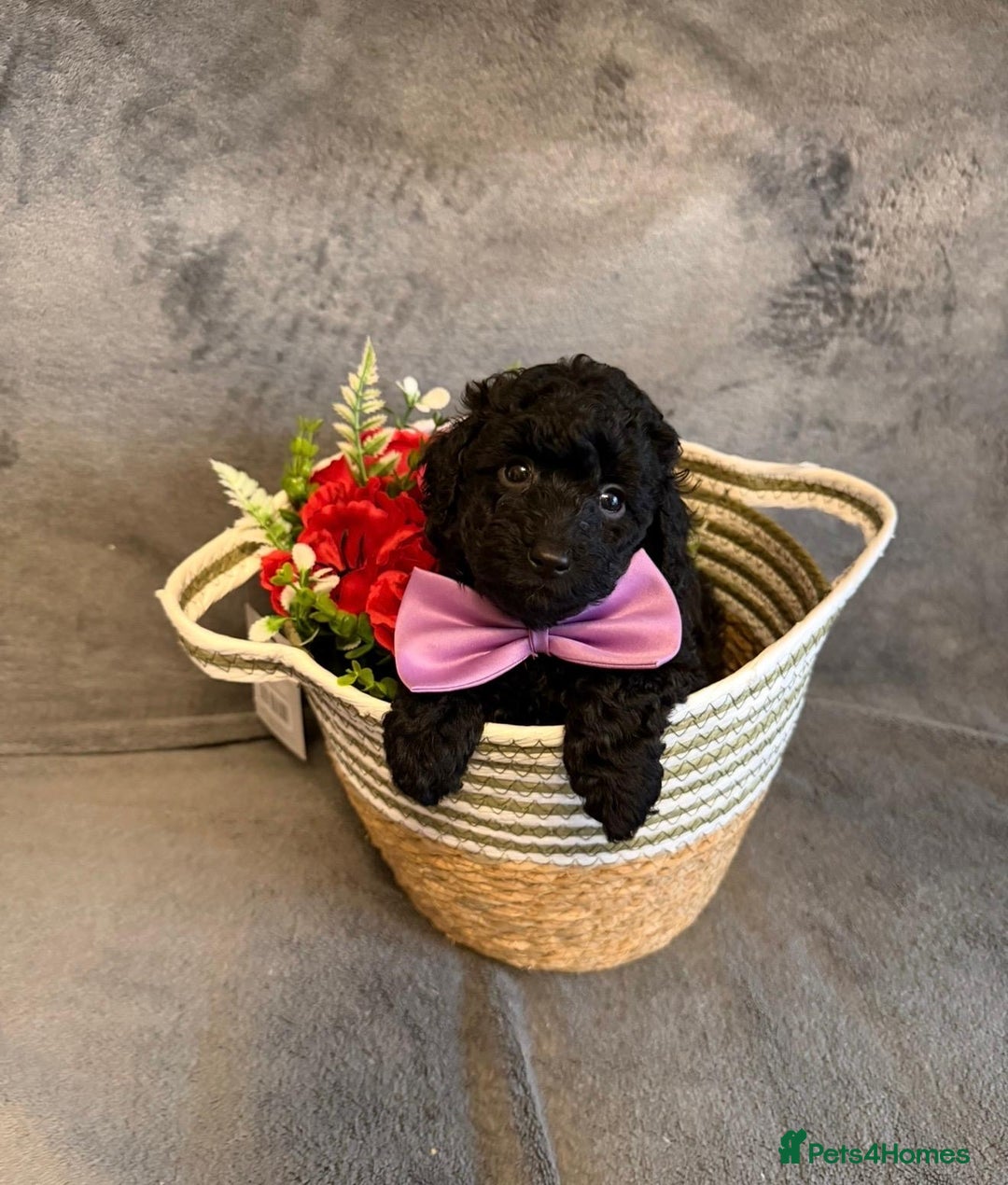 Toy Poodle dogs for sale: KC REG Purebred Stunning Toy Poodle Pups❤️  - Image 4