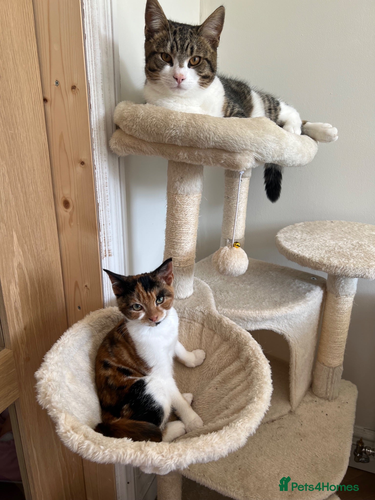 Domestic Shorthair cats Due to allergies two kittens up for sale  - Advert 2