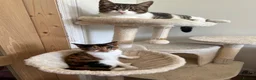 Domestic Shorthair cats for sale: Due to allergies two kittens up for sale  - Advert 1