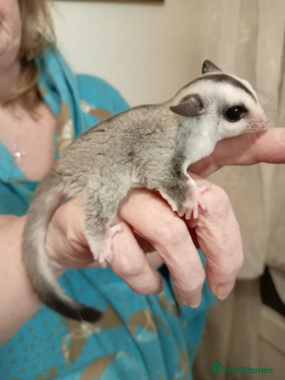 Sugar Glider rodents for sale: Male sugar glider (7 weeks old)  - Image 1