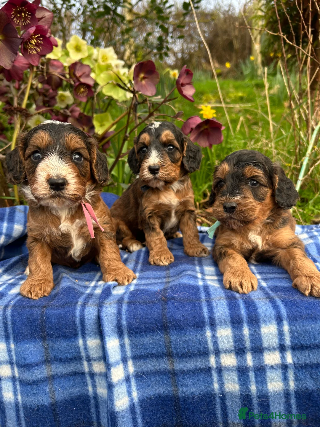 Cockapoo dogs for sale: F1 Cockapoo puppies  in Kidwelly - Advert 1