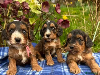 Cockapoo dogs F1 Cockapoo puppies in Kidwelly - Advert 1