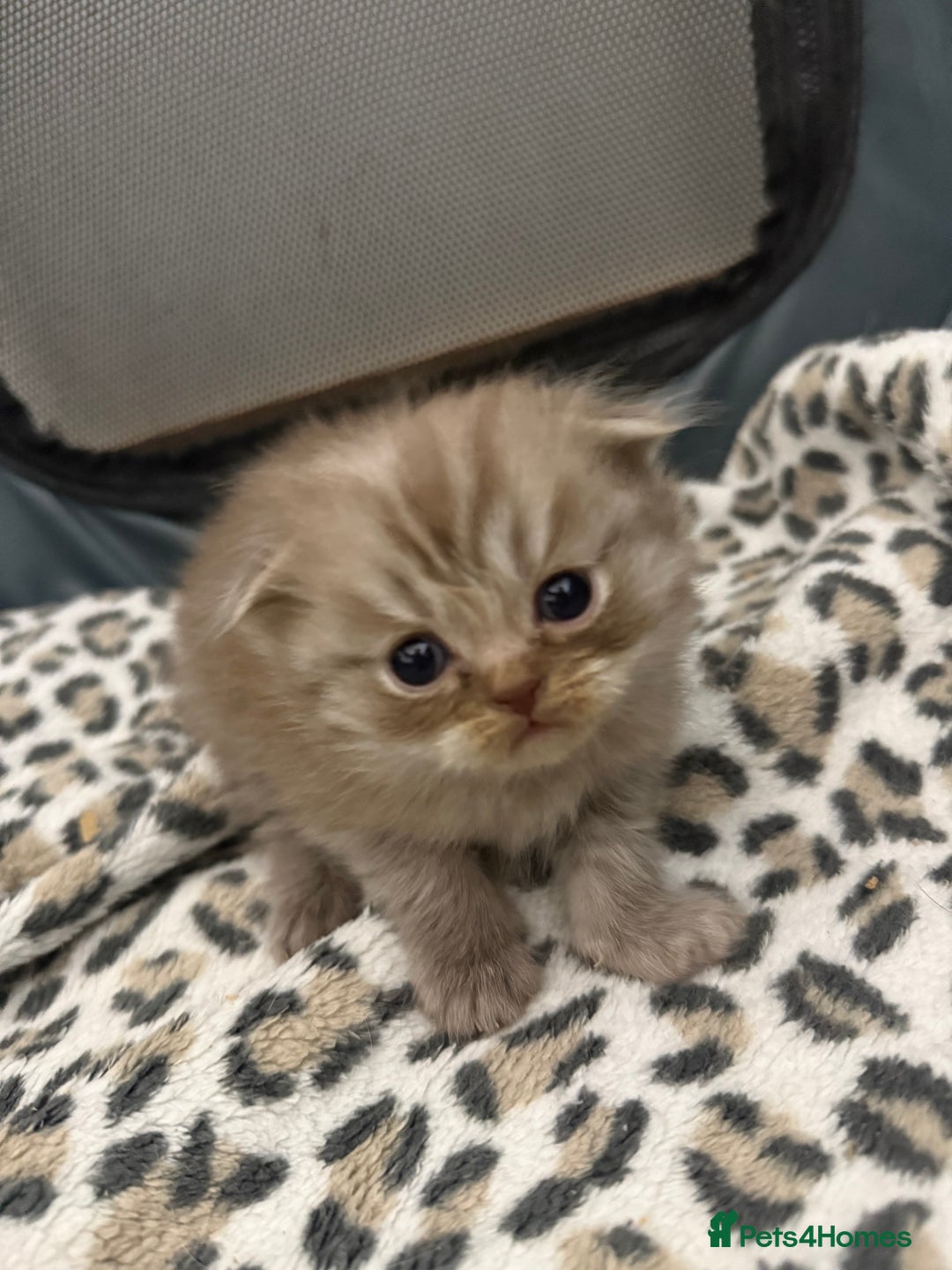 Scottish Fold cats for sale: Stunning Rainbow litter ready for  **   - Advert 11