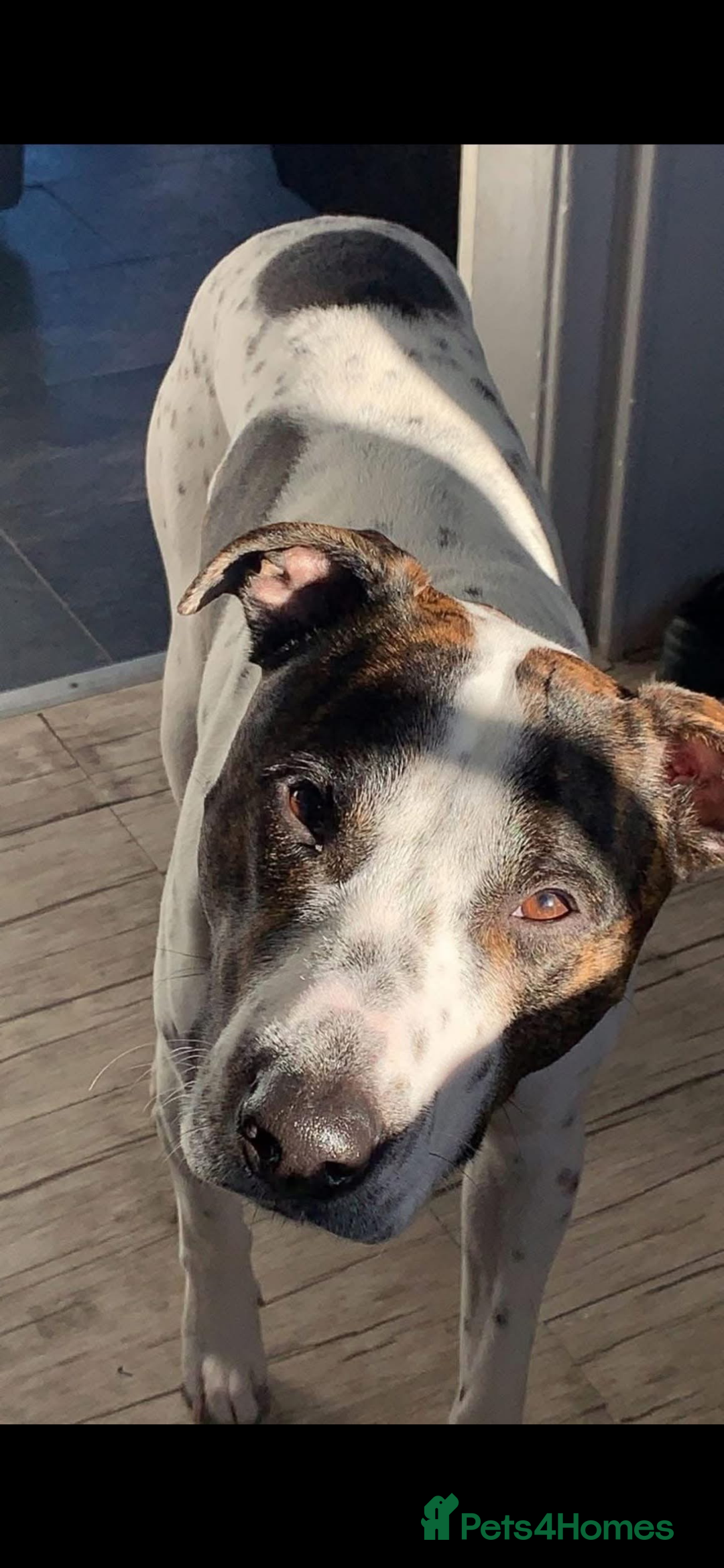 Mixed Breed dogs for sale: staffy cross lurcher - Image 4